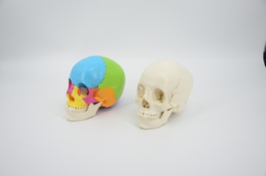 GelsonLab-modelo de cráneo humano, HSBM-064 de alta calidad, con colores musculares - Product Image 3