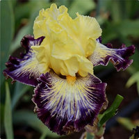 Iris bleu (Tectorum), tolérant à l'ombre, facile à cultiver, semis toute l'année, vivace pour la cour et la verdure en pot