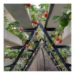 Large Scale Greenhouse Commercial Farming System NFT channel to grow leafy vegetable Customized