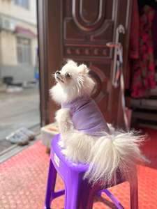 Kaus anjing kustom Oem rompi hewan peliharaan katun Solid pakaian hewan peliharaan pakaian musim panas lembut bernapas hadiah ulang tahun harga murah - Product Image 4