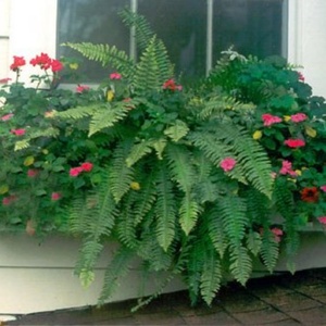 SOL Boîtes de culture rectangulaires fines en plastique transparent, best-seller - Product Image 2