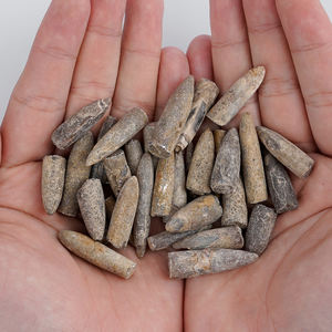 Fossiles de Belemnite Jurassique-Crétacé Authentique Spécimens de Cristal Feng Shui de Haute Préservation pour la Paléontologie - Product Image 6