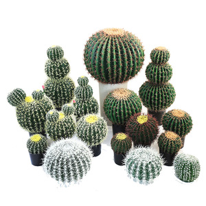 Cactus <span class=keywords><strong>de</strong></span> la Serie Simulación, Bonsái <span class=keywords><strong>de</strong></span> Cactus, Planta Verde, Decoración Suave para Interiores y Exteriores, Exhibición en Ventanas, Plantas Decorativas Artificiales - Product Image 5