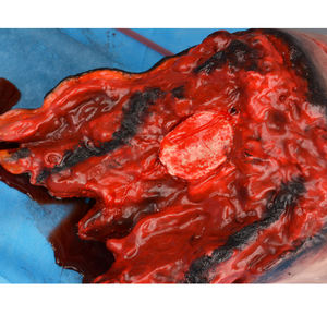 Силиконовый тренажер для снятия лапы - Product Image 6