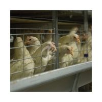Cage pour poussins avec meilleur cadre en H avec système automatique