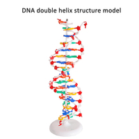 Modèle de démonstration de la structure de la double hélice de l'ADN anatomique scientifique médical SCIEDU, base de paires, génétique, biologique