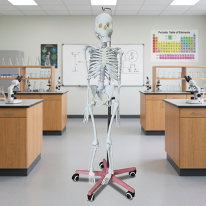 Modelo Anatómico de Esqueleto Humano Articulado de Tamaño Real con Soporte Rodante para Entrenamiento en Ciencias Médicas MAYALAB PVC - Product Image 1