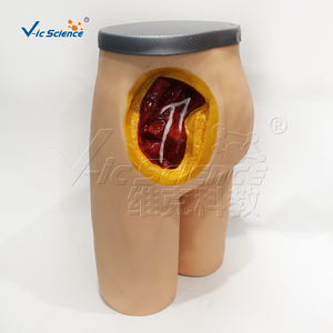 Modelo Avanzado de Inyección Intramuscular en la Cadera con Anatomía Removible para Recursos de Enseñanza de Habilidades de Enfermería, Certificaciones CE, ISO, ROHS, CNAS, SGS, Directo de Fábrica - Product Image 2
