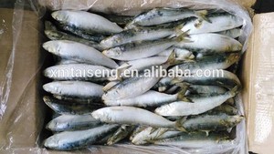 <span class=keywords><strong>Sardinas</strong></span> Congeladas 200-300g al por Mayor IQF BQF <span class=keywords><strong>Sardinas</strong></span> Enteras Redondas para Cebo - Product Image 3