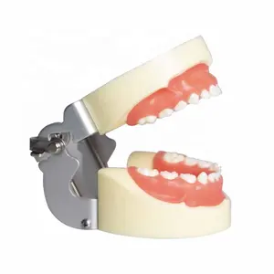 工厂批发儿童初级牙科模型Typodont儿科24颗牙齿研究模型教学演示