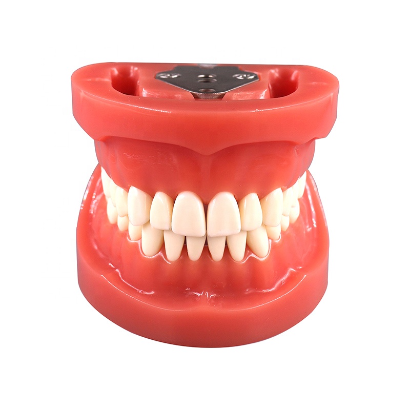 Student Practice Nissin 200 Type Teeth Jaw Dental Model