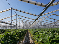 Fournisseur de serres Jiapei, serre à toit rétractable automatique en X, serre d'ombrage pour fraises, framboises, arbres