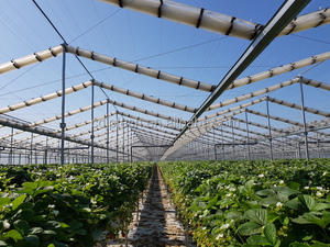 Jiapei nhà kính Nhà cung cấp x-frame tự động có thể thu vào mái che nhà kính cho Dâu Tây Raspberry Tree nhà kính - Product Image 2