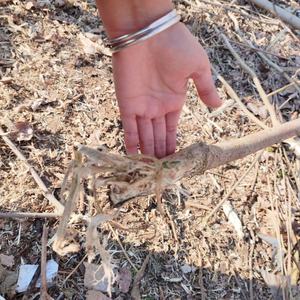 Máquina Desbrozadora de Uso Pesado para Eliminación de Palmeras y Trituradora de Tractor para Plantaciones y Obras de Construcción - Product Image 4