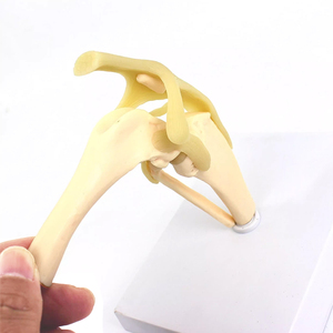 Perro rodilla articulación hueso modelo flexión ligamento pierna modelo anatómico médico perro hueso estructura modelo <span class=keywords><strong>canino</strong></span> Animal <span class=keywords><strong>esqueleto</strong></span> - Product Image 6