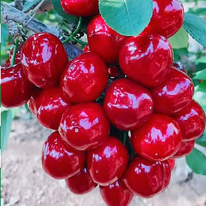 Origine des cerises, plantes de cerises multi-types, pour intérieur et extérieur, décoration de jardin et de cour - Product Image 4