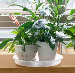 Sottovaso per Piante da 12 Pollici, Vassoio Raccogligocce in Plastica Resistente per Interni, Sottovaso Trasparente per <span class=keywords><strong>Vasi</strong></span> di Fiori e Piante, Realizzato in Plastica Più Spessa e Resistente - Product Image 5
