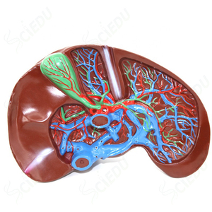 Scienza medica soggetto modello di fegato modello anatomico di fegato modello di malattia <span class=keywords><strong>del</strong></span> fegato umano - Product Image 1