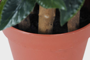 Planta bonsái Artificial de plástico en maceta para el hogar, Bola de topiario de hoja de Bahía de imitación, árbol de hoja, 75CM, venta al por mayor de fábrica - Product Image 3