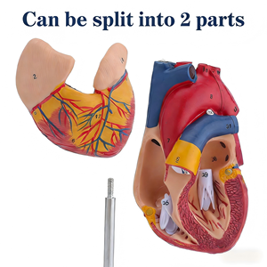 Modelo de Anatomía del Corazón Humano a Escala 1:1, Desmontable, para Enseñanza Médica, para Entrenamiento en Ecografía B y Doppler Color - Product Image 5