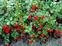 Poudre de fruits de canneberges européennes naturelle, fournie directement par l'usine