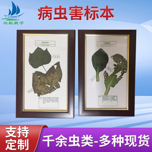 Matériel pédagogique sur la protection des plantes, acheté sur place, pour la recherche et l'enseignement : spécimens d'insectes et de maladies des cultures, et matériel original. - Product Image 5