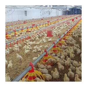 Granja <span class=keywords><strong>de</strong></span> pollos para aves, precio <span class=keywords><strong>de</strong></span> pila, a la <span class=keywords><strong>venta</strong></span> <span class=keywords><strong>en</strong></span> Dinamarca e Indonesia - Product Image 6