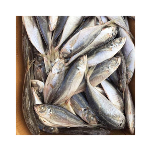 23 ס "מ + קרקע קפואה bqf סיטוני סוס <span class=keywords><strong>mackerel</strong></span>/trachurus rachurus traachurus - Product Image 2