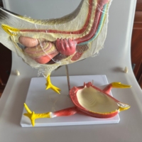 Anatomía Animal de PVC médico que enseña modelos anatómicos de pollo equipo de ciencia educativa