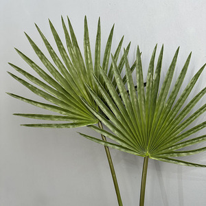 <span class=keywords><strong>Foglie</strong></span> Artificiali in PU, Simulazione di Giuggiolo Verde e Girasole, Grandi <span class=keywords><strong>Foglie</strong></span> 30cm-100cm <span class=keywords><strong>Marroni</strong></span>, Accessori per Fotografia, Matrimoni e Decorazioni per la Casa - Product Image 2
