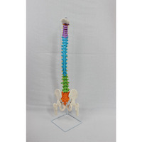 Modelo de Esqueleto Humano de PVC DARHMMY, Tamaño Real, Columna Vertebral, Pelvis, Huesos de Pierna, Vasos Sanguíneos, Nervios, para Enseñanza Médica, Origen China