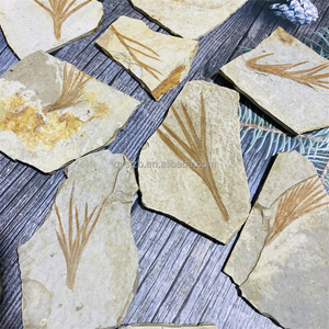 Fósil de Liaoningocladus Boii, Especímen Vegetal del Cretácico Temprano para Estudio Geológico, Exhibición Paleontológica en Casa, Fósil de Planta de la Rama Liaoning - Product Image 6