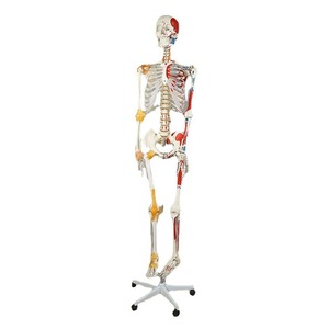 Human skeleton model, biological teaching skull vertebral specimen, movable joint skeleton, PVC medical skull frame. - Product Image 1