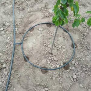 เทปน้ำหยดสำหรับต้นไม้ ระบบน้ำดี ป้องกันการอุดตัน <span class=keywords><strong>ราคา</strong></span>ถูกที่สุด - Product Image 4