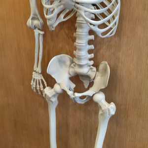 Décoration de crâne réaliste grandeur nature en plastique pour maison hantée en plein air, 153 cm, accessoires d'Halloween, squelette - Product Image 6