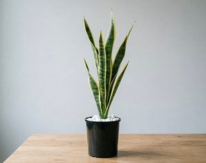 Planta en maceta 'Mother in Law Tongue' purificadora <span class=keywords><strong>de</strong></span> aire para interiores, <span class=keywords><strong>de</strong></span> bajo mantenimiento, decoración para el hogar, oficina, jardín, follaje ornamental. - Product Image 6