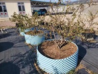 Conteneur en plastique de 27 gallons pour l'enracinement aérien, adapté aux pépinières, aux serres et aux systèmes hydroponiques