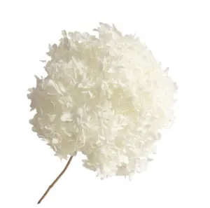 उच्च गुणवत्ता आधुनिक क्रिसमस सजावट सूखे फूल सफेद Hydrangeas स्टेम के साथ संरक्षित अन्ना हाइड्रेंजिया फूल सिर