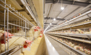 H Loại Gà Lớp Lồng Gia Cầm Thiết Bị Tự Động Gà Lớp Pin Lồng Cho Bán Trong Trang Trại - Product Image 2