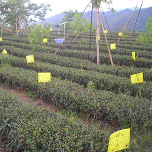 Trampa de Feromonas para Insectos <span class=keywords><strong>Empoasca</strong></span> Vitis Gothe, Líquido Ecológico Biológico, Trampa para Saltamontes de Hoja Verde Pequeña, Pesticida para Jardín de Té - Product Image 4