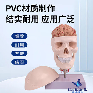 Modèle de crâne ; Modèle de crâne avec vertèbres cervicales et cerveau ; Arterie carotide ; Modèle d'artères crâniennes et cérébrales humaines. - Product Image 5