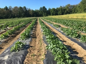 Film de <span class=keywords><strong>paillage</strong></span> agricole en plastique LDPE/LLDPE sur mesure de qualité supérieure pour l'agriculture et la culture de <span class=keywords><strong>tomates</strong></span> en Chine - Product Image 6