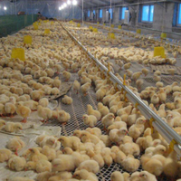 Cages d'élevage de volaille pour élevage de poules, 2 pièces, équipement, système de prix, broyeur automatique, batterie de poulet