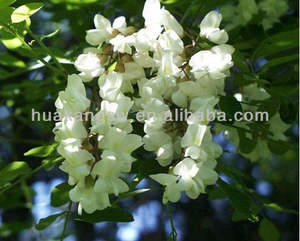 ควอเรสทีน ซอฟอร่า ญี่ปุ่น กําจัดจากดอกไม้ ผงสีเหลือง ควอเรสทีน 95% HPLC - Product Image 6