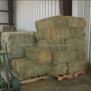 Rhode <b>Grass</b> Premium Alfalfa Hay Timothy Hay Feed Grade for <b>Dogs</b> Horses Cattle Pigs Fish High Protein Packaged Bales for Animals - Product Image 2