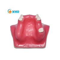 Implante Dental de Venta Directa de Fábrica, Simulador de Seno Maxilar con Encía Suave, Certificación CE/ISO