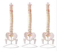Modelo de esqueleto de columna vertebral de simulación de plástico de ciencia médica modelo de columna vertebral de anatomía humana de PVC para escuelas y hospitales