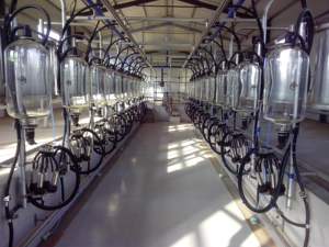 เครื่องรีดนมวัวแบบอัตโนมัติ,เครื่องรีดนมวัวระบบไฟฟ้า - Product Image 6