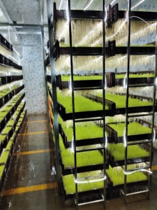 Étagère de plantation hydroponique Ferme verticale d'intérieur CEA <span class=keywords><strong>petite</strong></span> serre Table de culture Fruits verts à feuilles Légumes Usine de plantes - Product Image 6