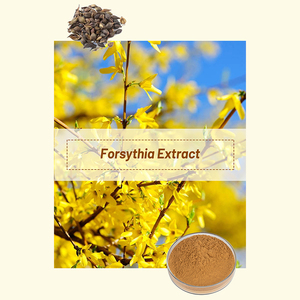 Premium personnalisable en gros naturel à base de plantes Fructus Forsythiae 10:1 Forsythin poudre extrait commandes en gros - Product Image 3